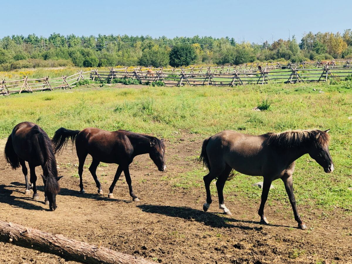 Return of Rare Ojibwe Horse